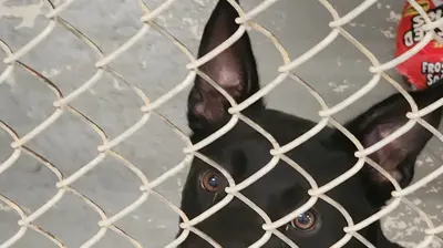 Santa Rosa County Animal Shelter Photo