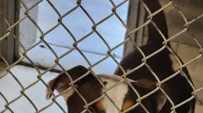Santa Rosa County Animal Shelter Photo